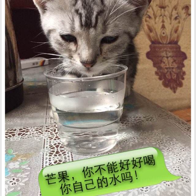 工程监理资质证书做假的